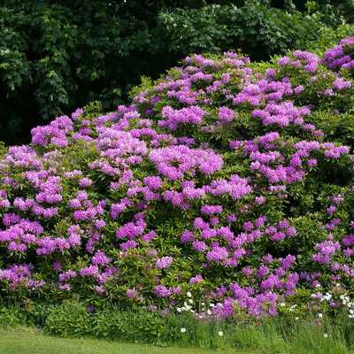 Rhododendron ponticum Havassz&eacute;pe