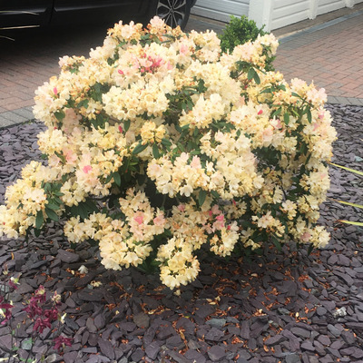 Rhododendron 'Saffrano' Havassz&eacute;pe