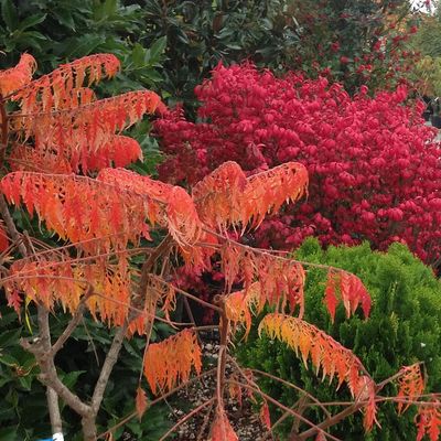 Szeldelt levelű ecetfa Rhus&nbsp;typhina&nbsp;f.&nbsp;dissecta