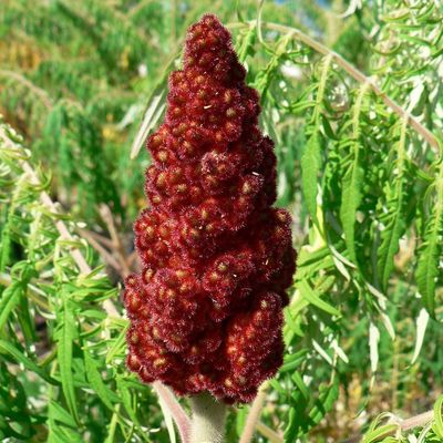 Szeldelt levelű ecetfa Rhus&nbsp;typhina&nbsp;f.&nbsp;dissecta