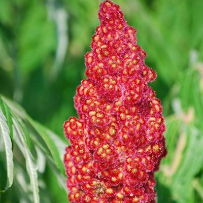 Szeldelt levelű ecetfa Rhus&nbsp;typhina&nbsp;f.&nbsp;dissecta