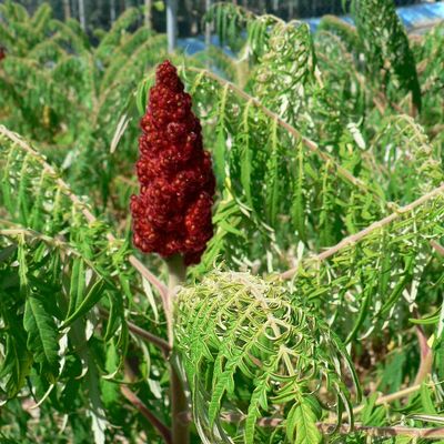 Szeldelt levelű ecetfa Rhus&nbsp;typhina&nbsp;f.&nbsp;dissecta