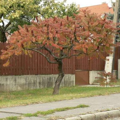 Rhus&nbsp;typhina&nbsp;f.&nbsp;dissecta Szeldelt levelű ecetfa