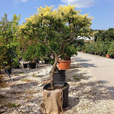 Szeldelt levelű ecetfa Rhus typhina 'Tiger Eyes'