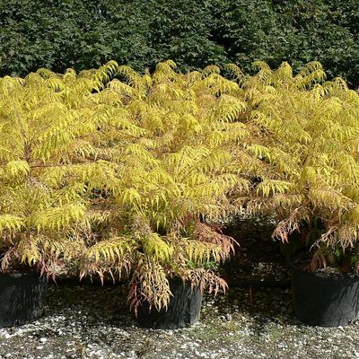 Rhus typhina 'Tiger Eyes' Szeldelt levelű ecetfa