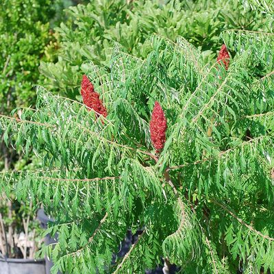 Szeldelt levelű ecetfa Rhus&nbsp;typhina&nbsp;f.&nbsp;dissecta