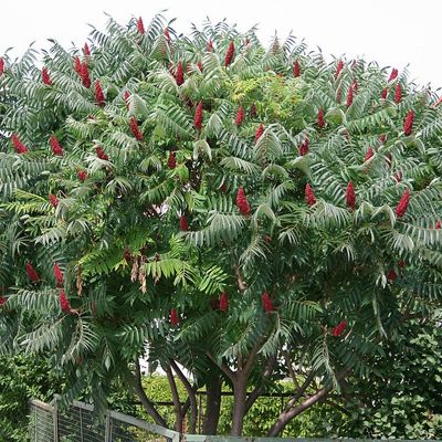 Rhus typhina Torzsás ecetfa