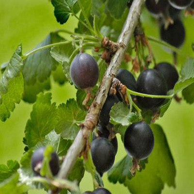 Ribes nidigrolaria Josta