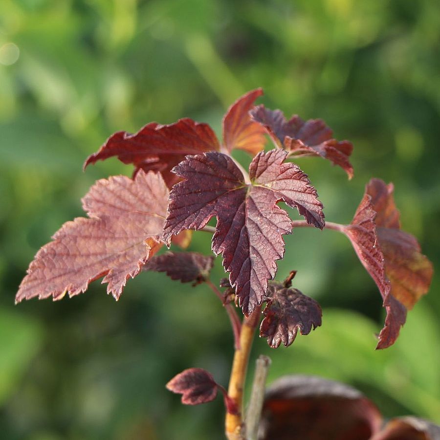 Fekete ribiszke Black n Red Ribes nigrum 'Black n Red Premiere'