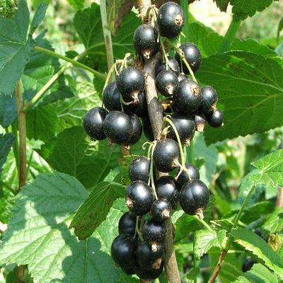 Ribes nigrum 'Fertődi 1.' Fekete ribiszke Fertődi 1.