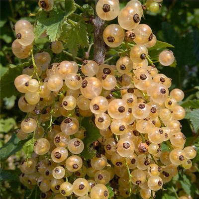 Ribes rubrum 'Blanka' Fehér ribiszke Blanka