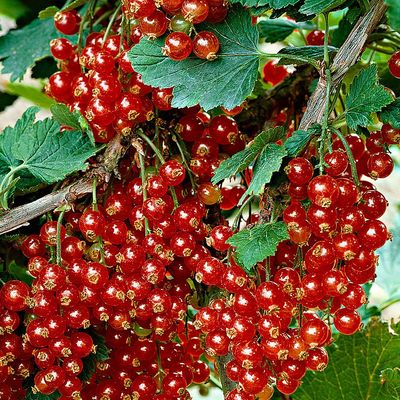 Ribes rubrum 'Jonkheer van Tets' Piros ribiszke Jonkheer van Te