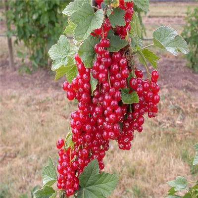 Ribes rubrum 'Rovada' Piros ribiszke Rovada