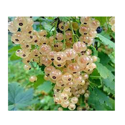 Ribes rubrum 'Witte Hollander' Feh&eacute;r ribiszke Witte Hollander