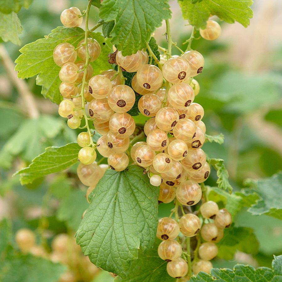 Ribes rubrum 'Zitavia' Fehér ribiszke Zitavia