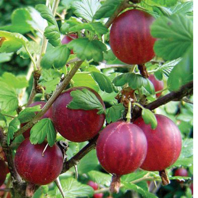 Ribes uva-crispa 'Captivator' K&ouml;szm&eacute;te Captivator