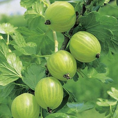 Ribes uva-crispa 'Mucurines' K&ouml;szm&eacute;te Mucurines