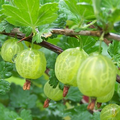 Ribes uva-crispa 'Pallagi &Oacute;ri&aacute;s' K&ouml;szm&eacute;te Pallagi &Oacute;ri&aacute;s