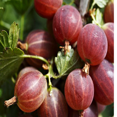 Ribes uva-crispa 'Piros Ízletes' Köszméte Piros Ízletes