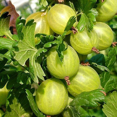 Ribes uva-crispa 'Rodnik' Köszméte Rodnik