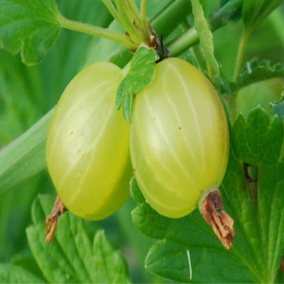 Ribes uva-crispa 'Zöld Győztes' Köszméte Zöld Győztes