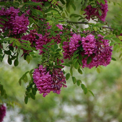 Robinia margaretta 'Casque Rouge' Rózsás akác