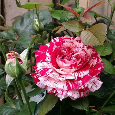 Rózsa 'Abracadabra' Rosa 'Abracadabra'