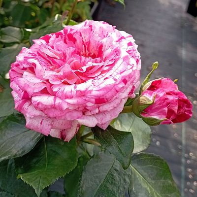 Rosa 'Abracadabra' Rózsa 'Abracadabra'