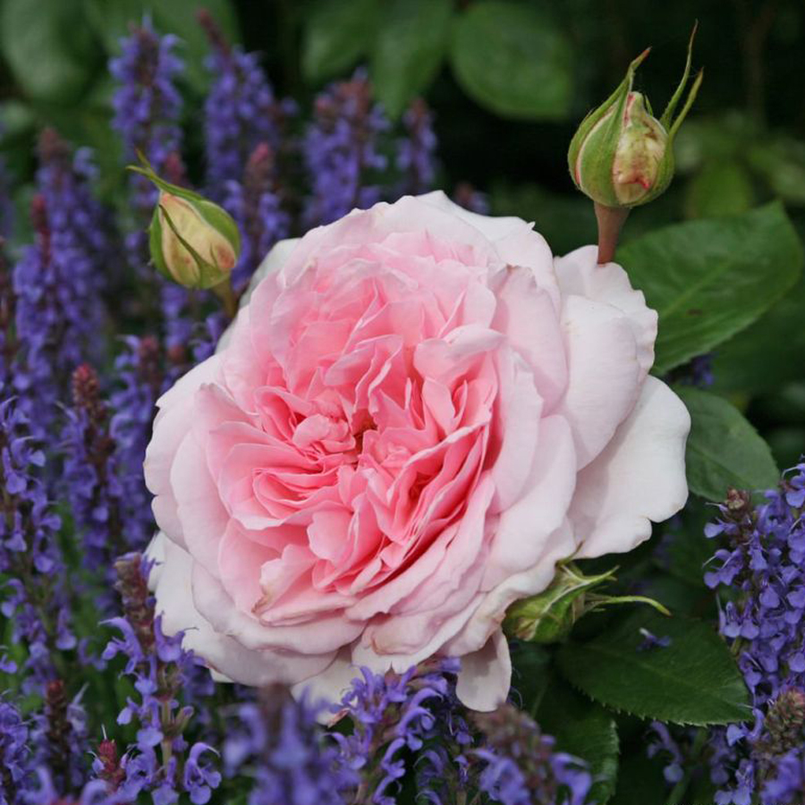 Rosa 'Alexandra Princesse de Luxembourg' R&oacute;zsa 'Alexandra Princesse de