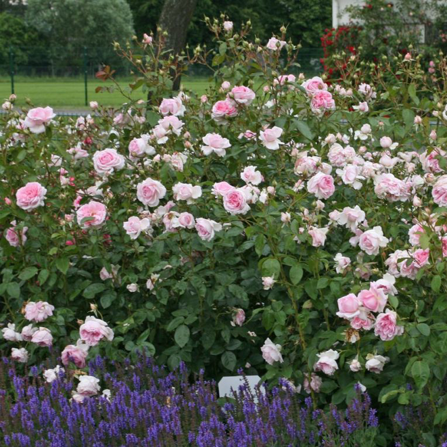 R&oacute;zsa 'Alexandra Princesse de Rosa 'Alexandra Princesse de Luxembourg'