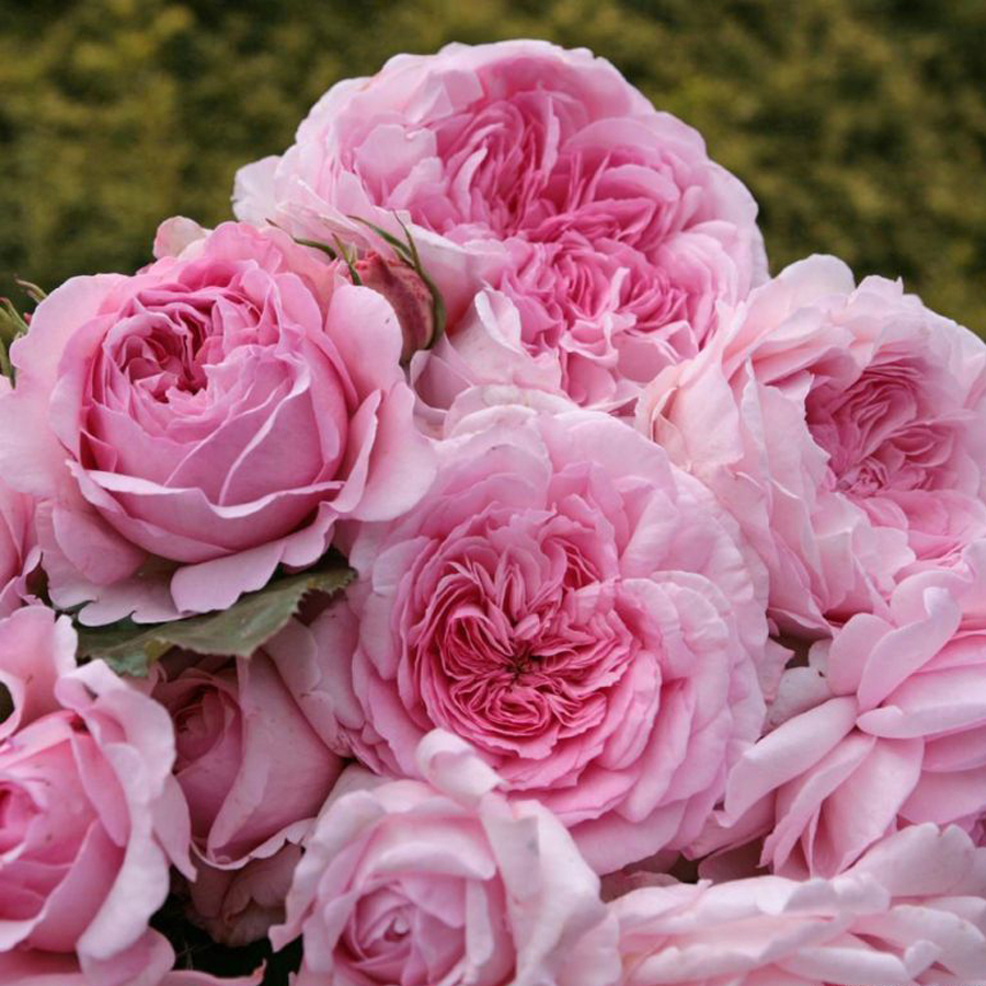 R&oacute;zsa 'Alexandra Princesse de Rosa 'Alexandra Princesse de Luxembourg'