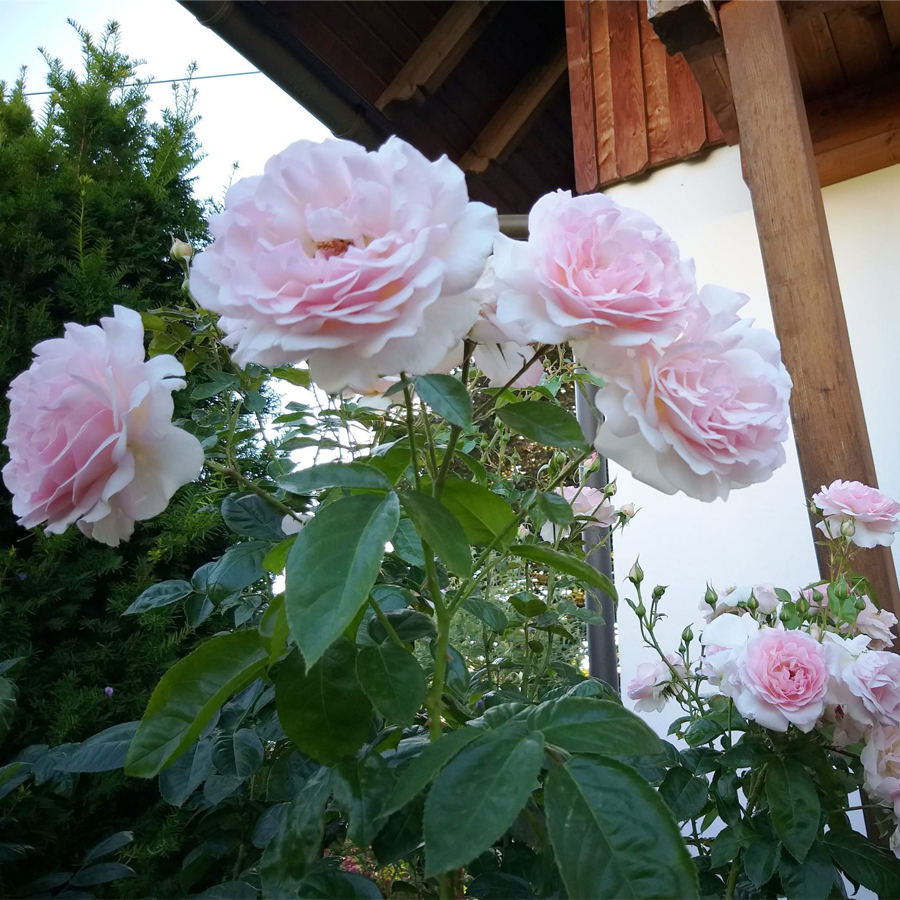 R&oacute;zsa 'Alexandra Princesse de Rosa 'Alexandra Princesse de Luxembourg'