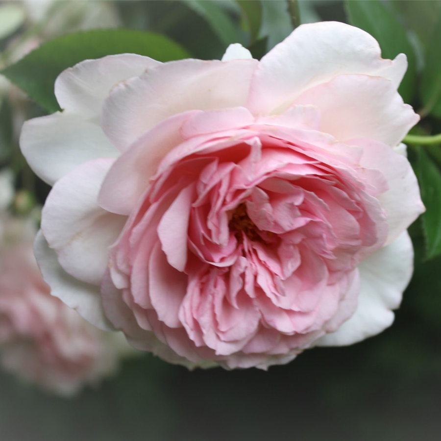 R&oacute;zsa 'Alexandra Princesse de Rosa 'Alexandra Princesse de Luxembourg'