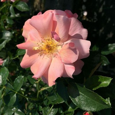 Rosa 'Aprikola' Rózsa 'Aprikola'