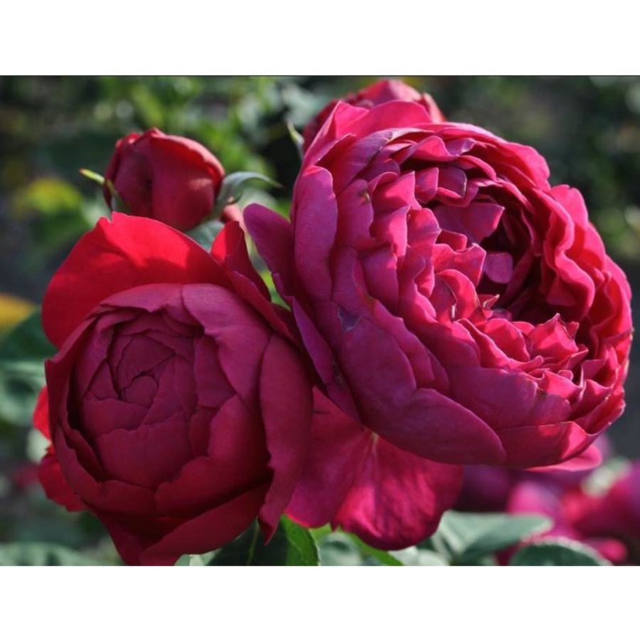 Rózsa 'Ascot' Rosa 'Ascot'