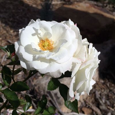 Rosa 'Baby Schneewittchen' Rózsa 'Baby Schneewittchen'