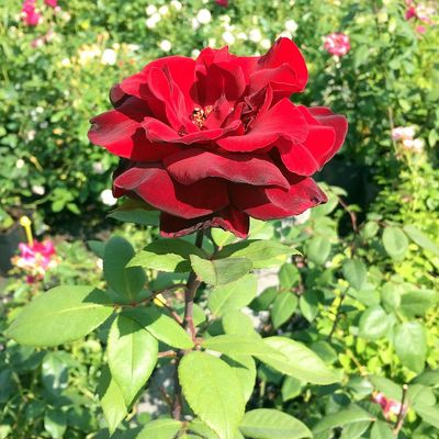 Rózsa 'Barcarole' Rosa 'Barcarole'