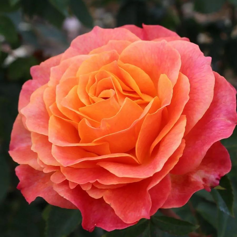 Rosa 'Better Times' Rózsa 'Better Times'