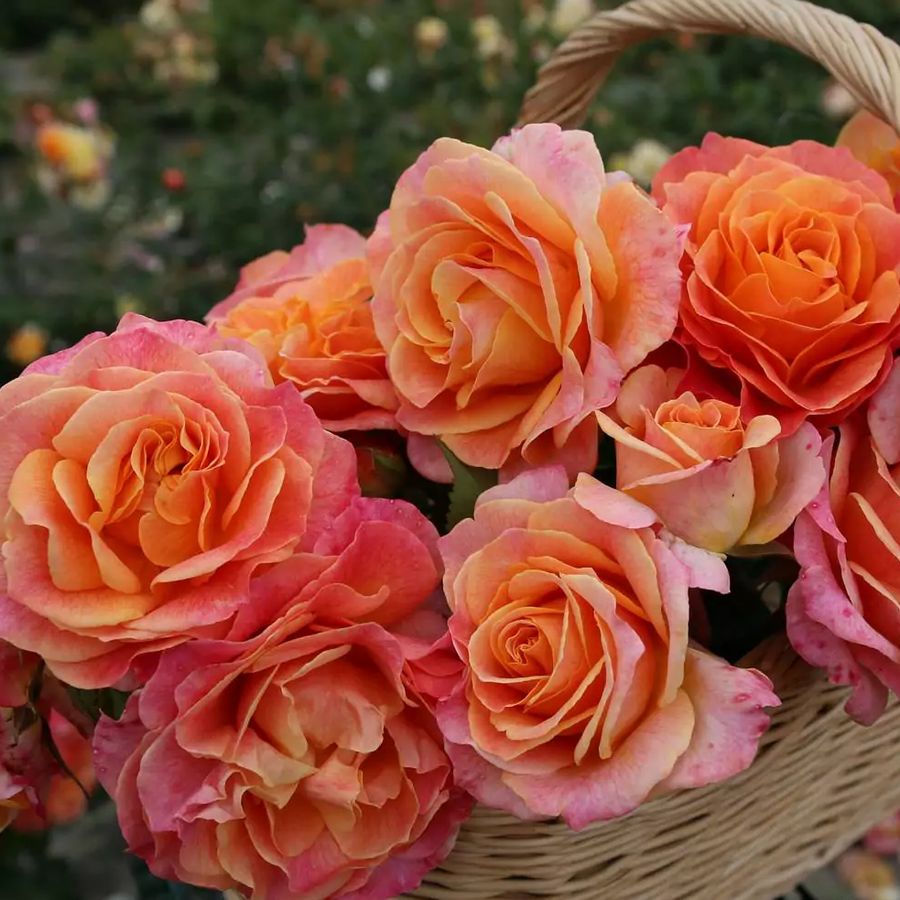 Rózsa 'Better Times' Rosa 'Better Times'