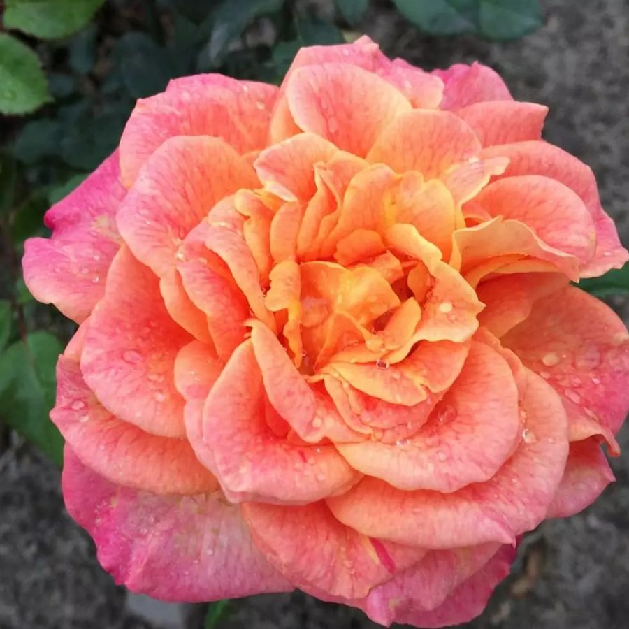Rózsa 'Better Times' Rosa 'Better Times'