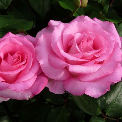 Rosa 'Beverly' Rózsa 'Beverly'