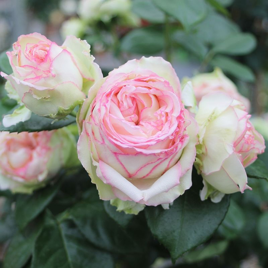 Rózsa 'Biedermeier' Rosa 'Biedermeier'