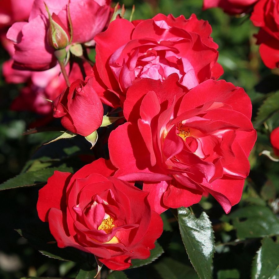 Rosa 'BlütenRhein' Rózsa 'BlütenRhein'