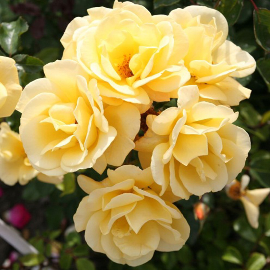 Rosa 'Candela' Rosa 'Candela'