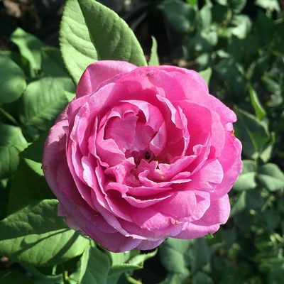 Rosa 'Carmen Würth' Rózsa 'Carmen Würth'
