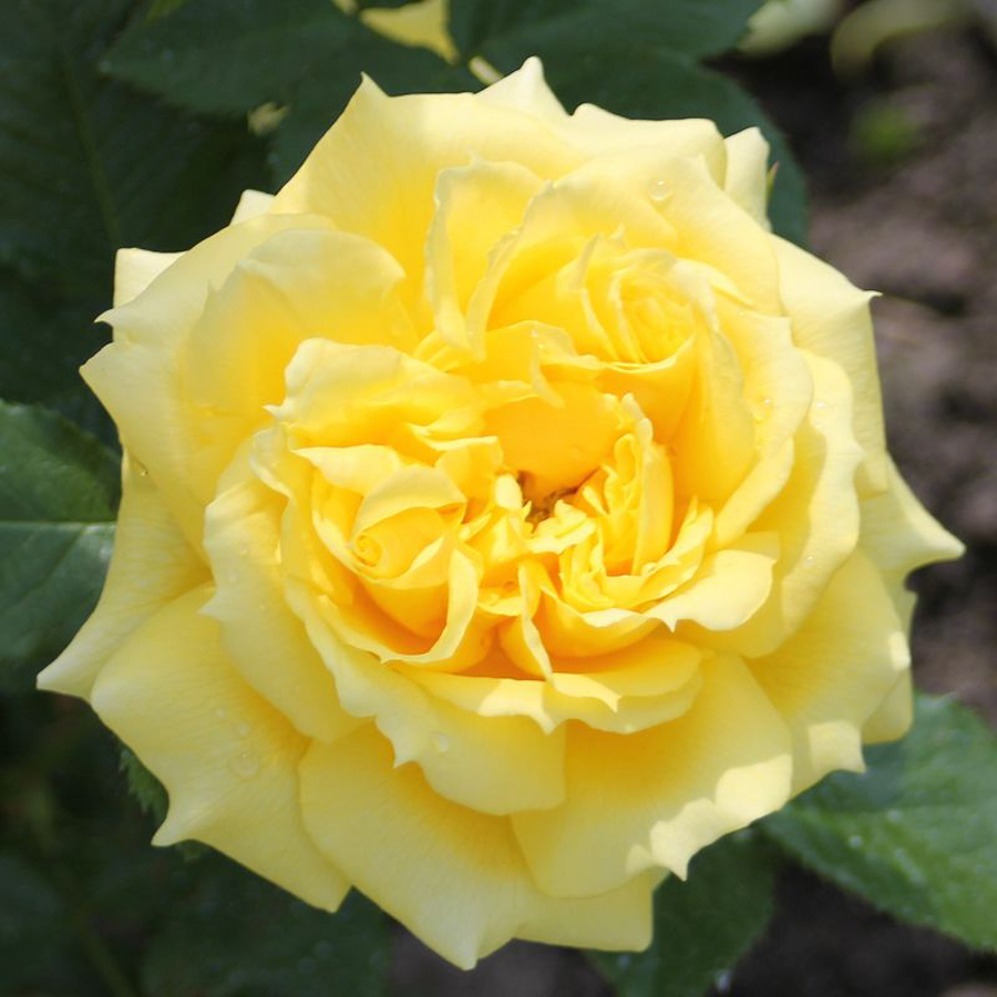 Rosa 'China Girl' R&oacute;zsa 'China Girl'