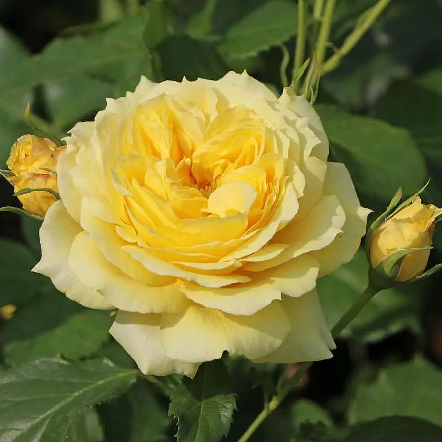 R&oacute;zsa 'China Girl' Rosa 'China Girl'