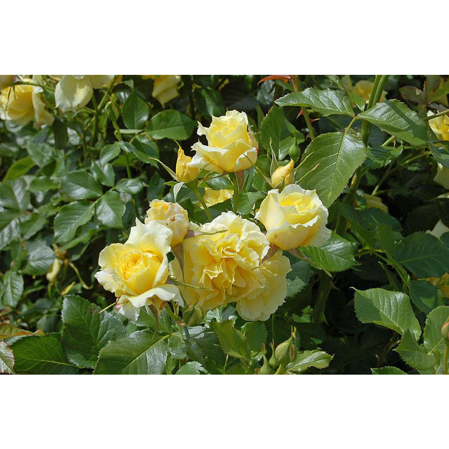 R&oacute;zsa 'China Girl' Rosa 'China Girl'