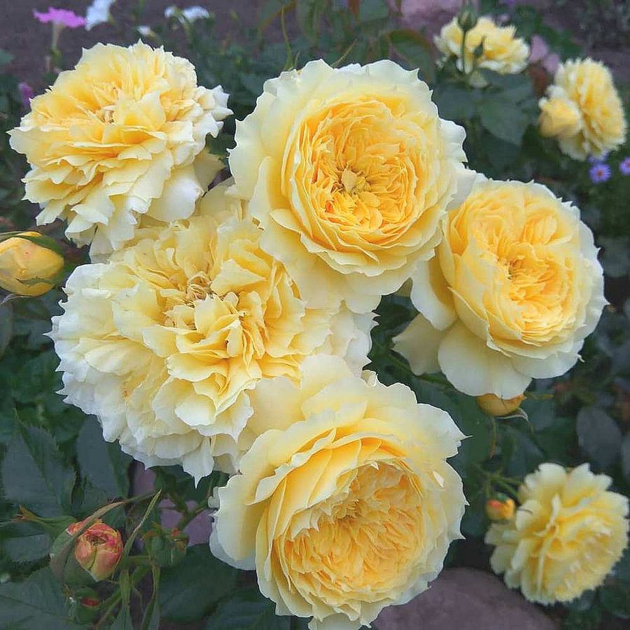 R&oacute;zsa 'China Girl' Rosa 'China Girl'