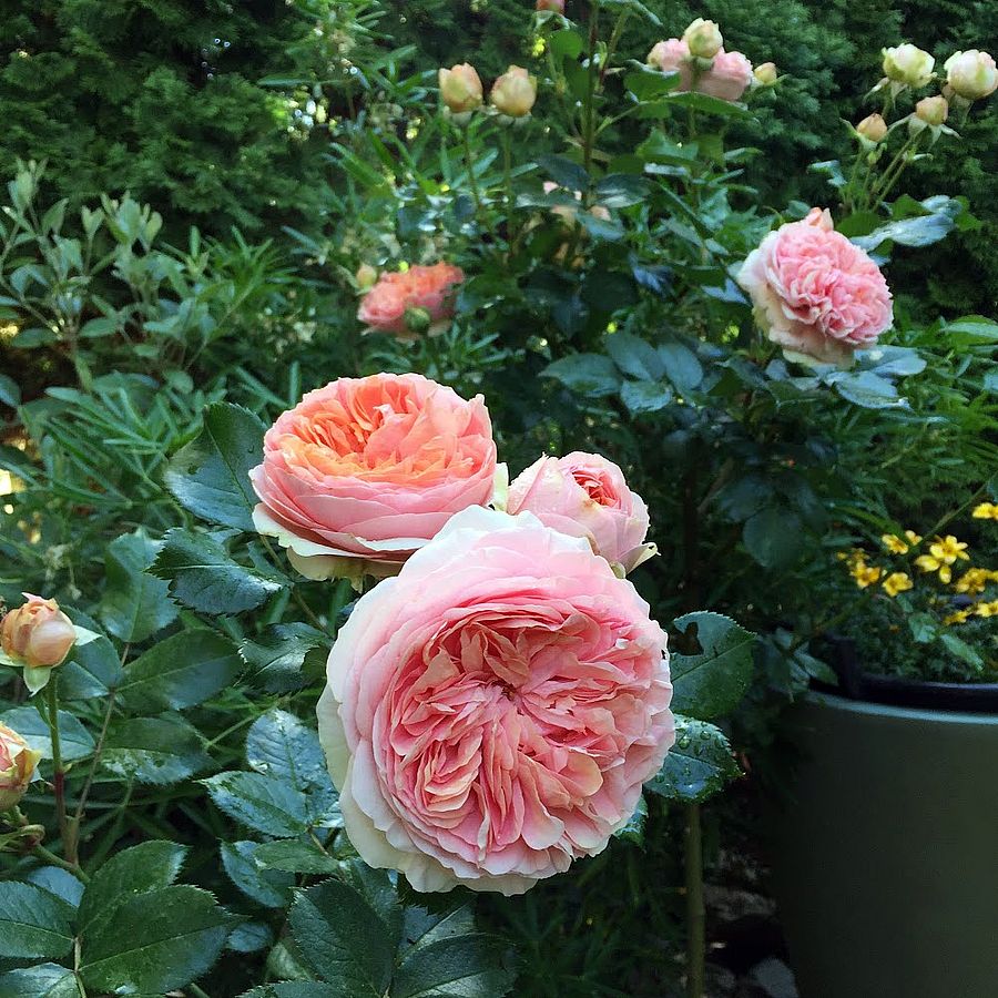 Rózsa 'Chippendale' Rosa 'Chippendale'